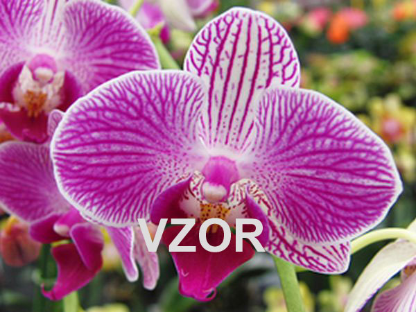 Orchidea velikonon