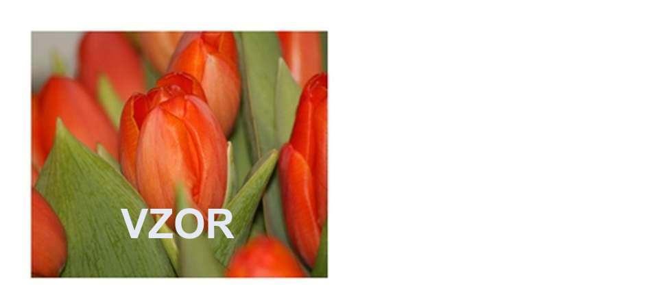 Tulipny erven velikonon pn