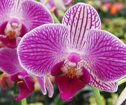 Orchidea velikonoèní