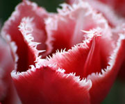 Tulipán èervený - detail