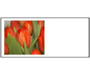 Tulipny erven velikonon pn npady na firemn vnon drky eshop