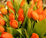 Oranov tulipny